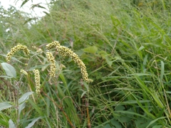 Persicaria lapathifolia lanata