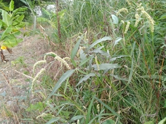 Persicaria lapathifolia lanata