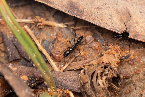 Leptogenys yerburyiLeptogenys yerburyi
