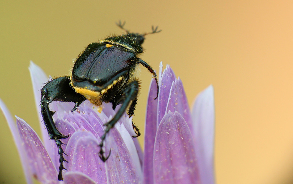Mauromecistoplia