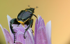 Mauromecistoplia