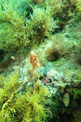 Pyura gibbosa
