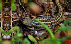 Trachylepis capensis