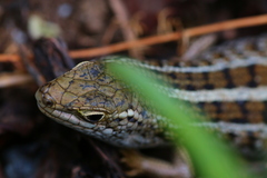 Trachylepis capensis