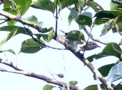 Cacomantis sonneratii