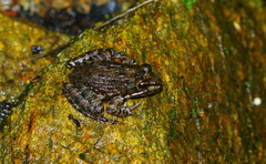 Amietia fuscigula