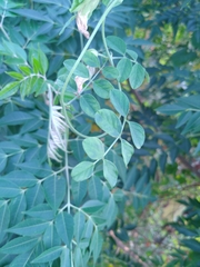 Clitoria ternatea albiflora
