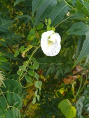 Clitoria ternatea albiflora