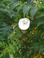 Clitoria ternatea albiflora