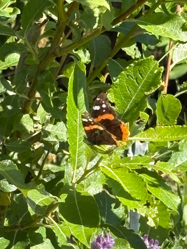 Red Admiral