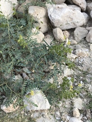 Cassiinae