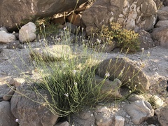 Lavandula subnuda