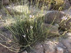 Lavandula subnuda