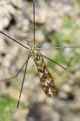 Discobola tessellata