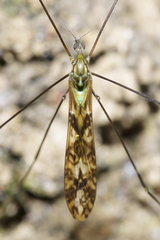 Discobola tessellata