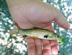 Evia Barbel photo 2