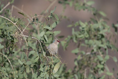 Urocolius macrourus