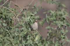 Urocolius macrourus