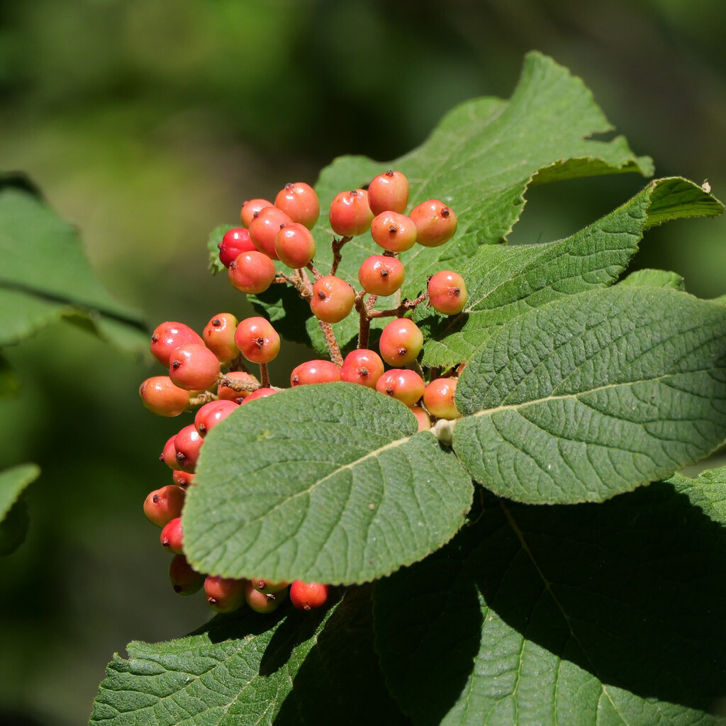 Viburnum lantana — an easy houseplant, prefers full sun light