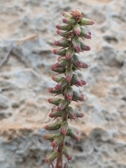 Navelwort (Umbilicus horizontalis)