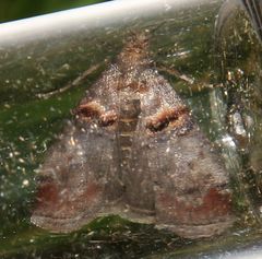 Trachonitis cristella