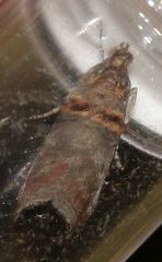 Trachonitis cristella