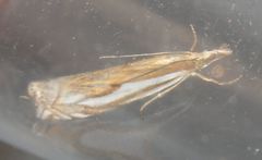 Crambus pratella