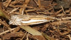 Crambus pratella