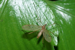 Amphineurus insulsus