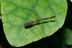 Ploiaria antipodum