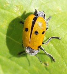 Lachnaia sexpunctata