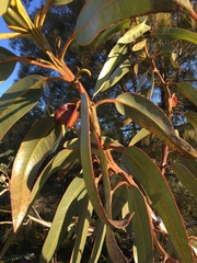 Eucalyptus tetraptera