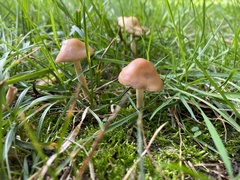 Marasmius oreades