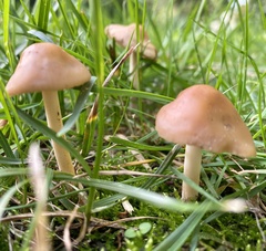 Marasmius oreades