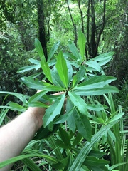 Brachyglottis kirkii