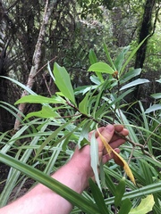 Brachyglottis kirkii