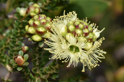 Kunzea montana
