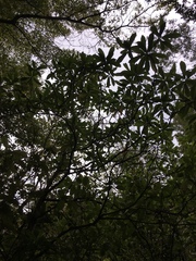 Brachyglottis kirkii