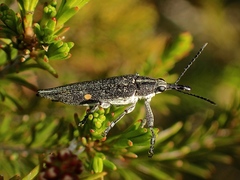 Rhinotia bidentata