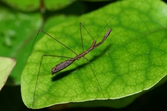 Ploiaria antipodum