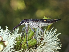 Rhinotia bidentata