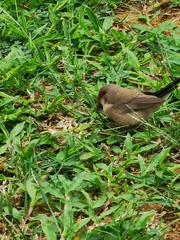 Estrilda troglodytes