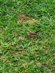 Estrilda troglodytes