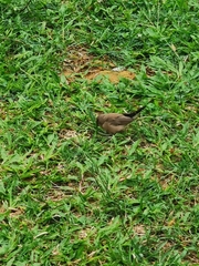 Estrilda troglodytes