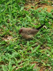 Estrilda troglodytes