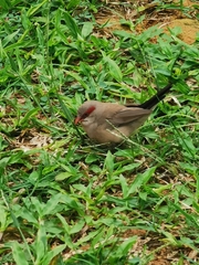 Estrilda troglodytes