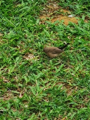 Estrilda troglodytes