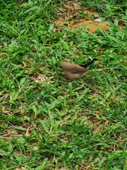 Estrilda troglodytes