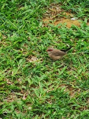 Estrilda troglodytes