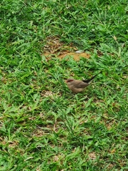 Estrilda troglodytes